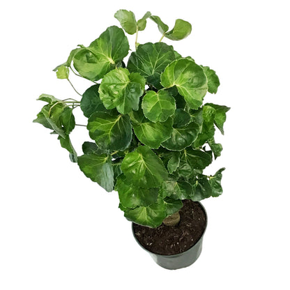 Aralia, 6in, Aralia Balfour Stump