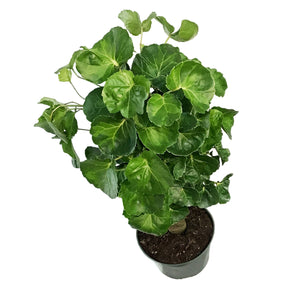 Aralia, 6in, Aralia Balfour Stump