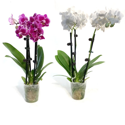 Orchid, 3.5in, Phalaenopsis Triple Spike