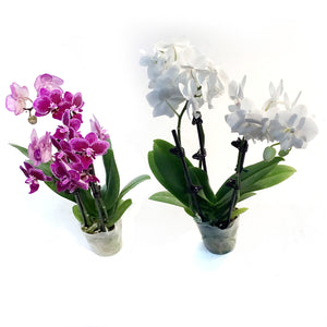 Orchid, 3.5in, Phalaenopsis Triple Spike