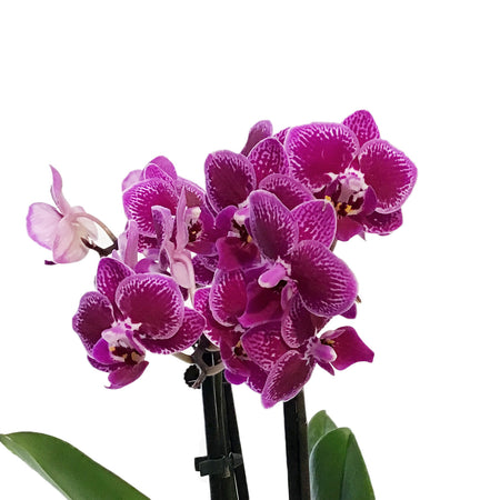 Orchid, 3.5in, Phalaenopsis Triple Spike