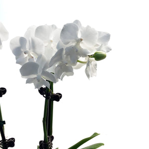 Orchid, 3.5in, Phalaenopsis Triple Spike