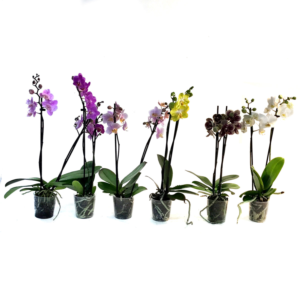 Orchid, 3.5in, Double Spike