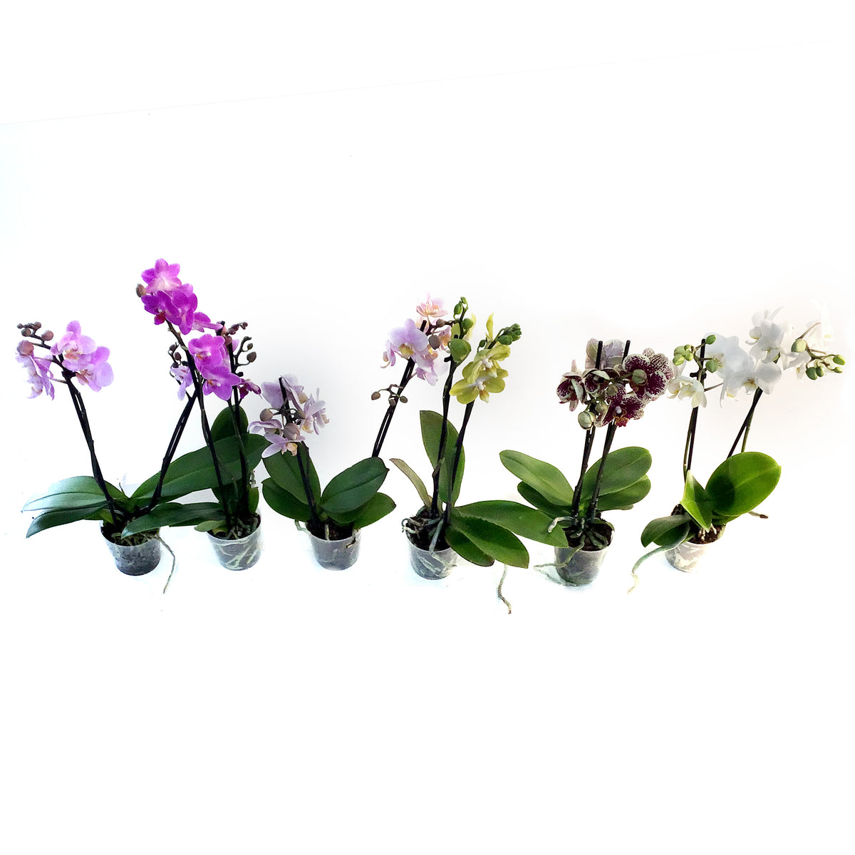 Orchid, 3.5in, Double Spike