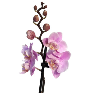 Orchid, 3.5in, Double Spike
