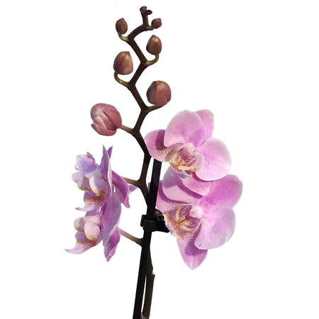 Orchid, 3.5in, Double Spike