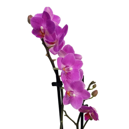 Orchid, 3.5in, Double Spike