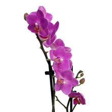 Load image into Gallery viewer, Orchid, 3.5in, Double Spike

