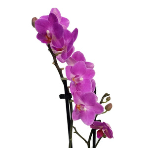 Orchid, 3.5in, Double Spike
