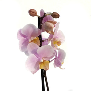 Orchid, 3.5in, Double Spike