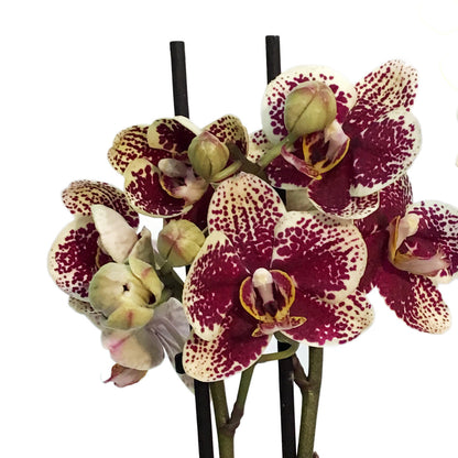 Orchid, 3.5in, Double Spike