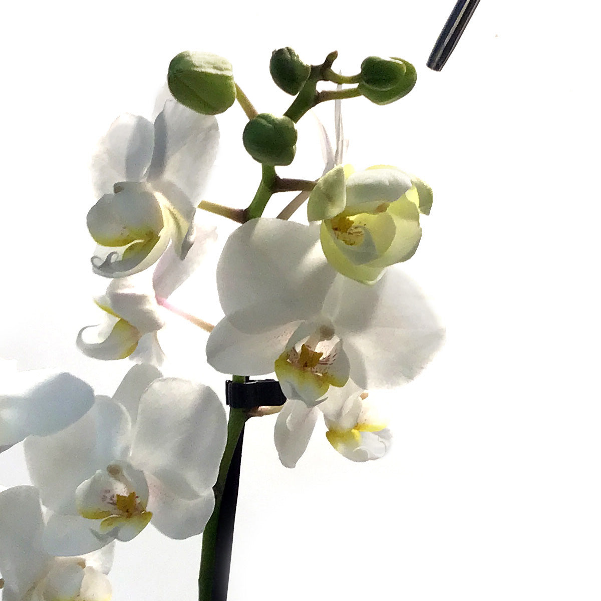 Orchid, 3.5in, Double Spike