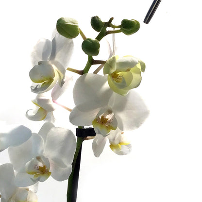 Orchid, 3.5in, Double Spike