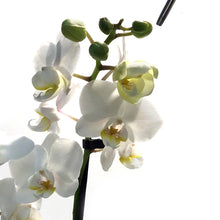 Load image into Gallery viewer, Orchid, 3.5in, Double Spike
