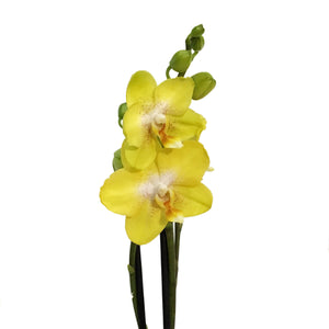 Orchid, 3.5in, Double Spike