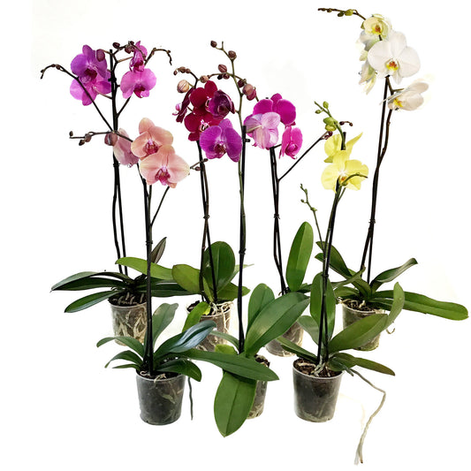 Orchid, 5in Magnifica Single Spike