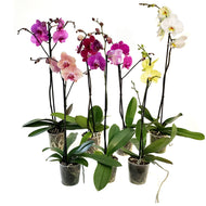 Orchid, 5in Magnifica Single Spike