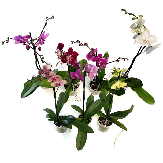 Orchid, 5in Magnifica Single Spike