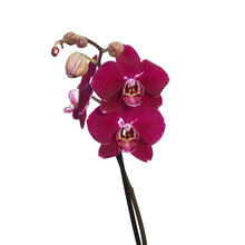 Load image into Gallery viewer, Orchid, 5in Magnifica Single Spike
