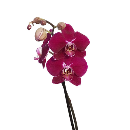 Orchid, 5in Magnifica Single Spike