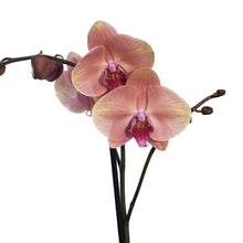 Load image into Gallery viewer, Orchid, 5in Magnifica Single Spike
