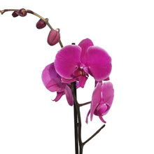 Load image into Gallery viewer, Orchid, 5in Magnifica Single Spike
