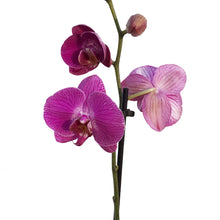 Load image into Gallery viewer, Orchid, 5in Magnifica Single Spike
