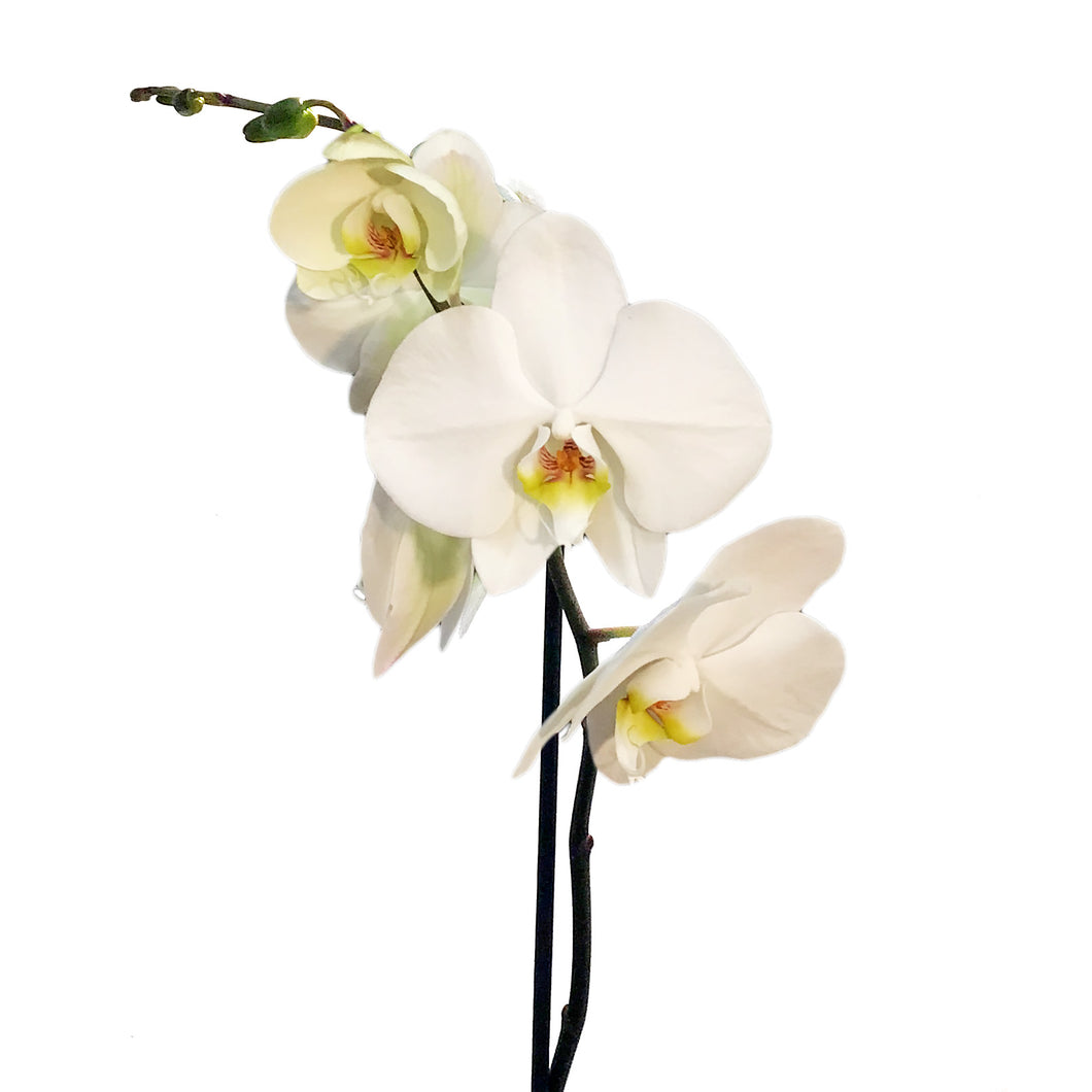 Orchid, 5in Magnifica Single Spike