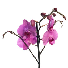 Load image into Gallery viewer, Orchid, 5in Magnifica Single Spike
