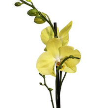 Load image into Gallery viewer, Orchid, 5in Magnifica Single Spike
