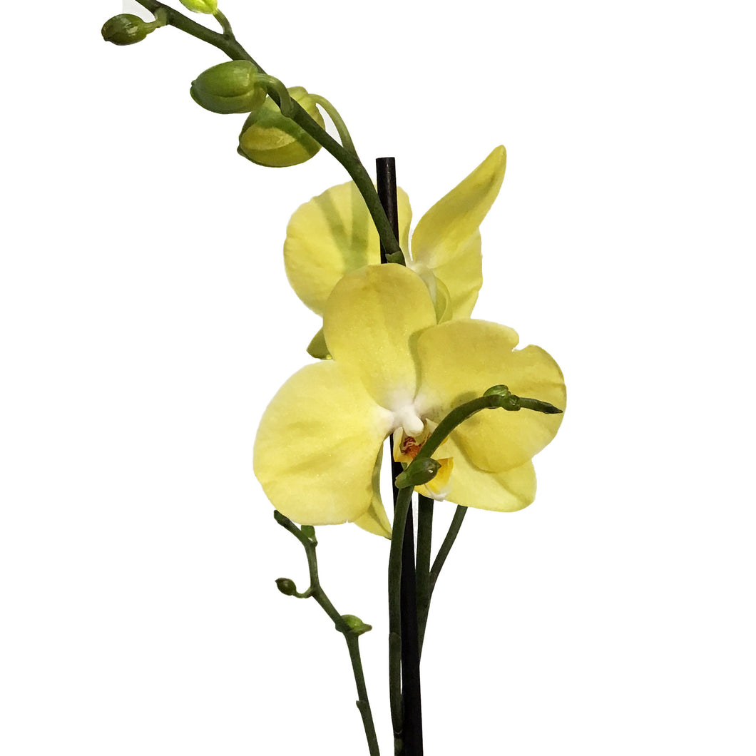 Orchid, 5in Magnifica Single Spike