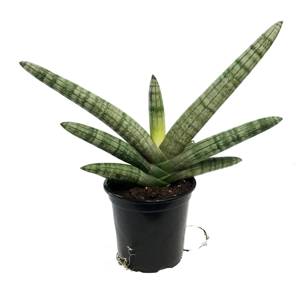Sansevieria, 4in, Starfish