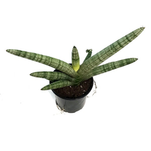 Sansevieria, 4in, Starfish
