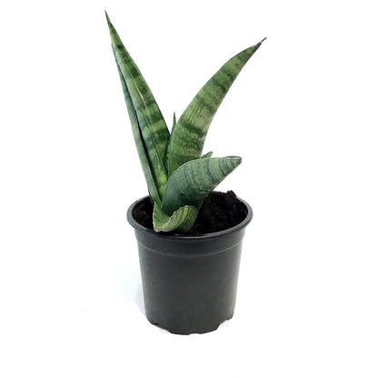Sansevieria, 4in, Indo Hybrid