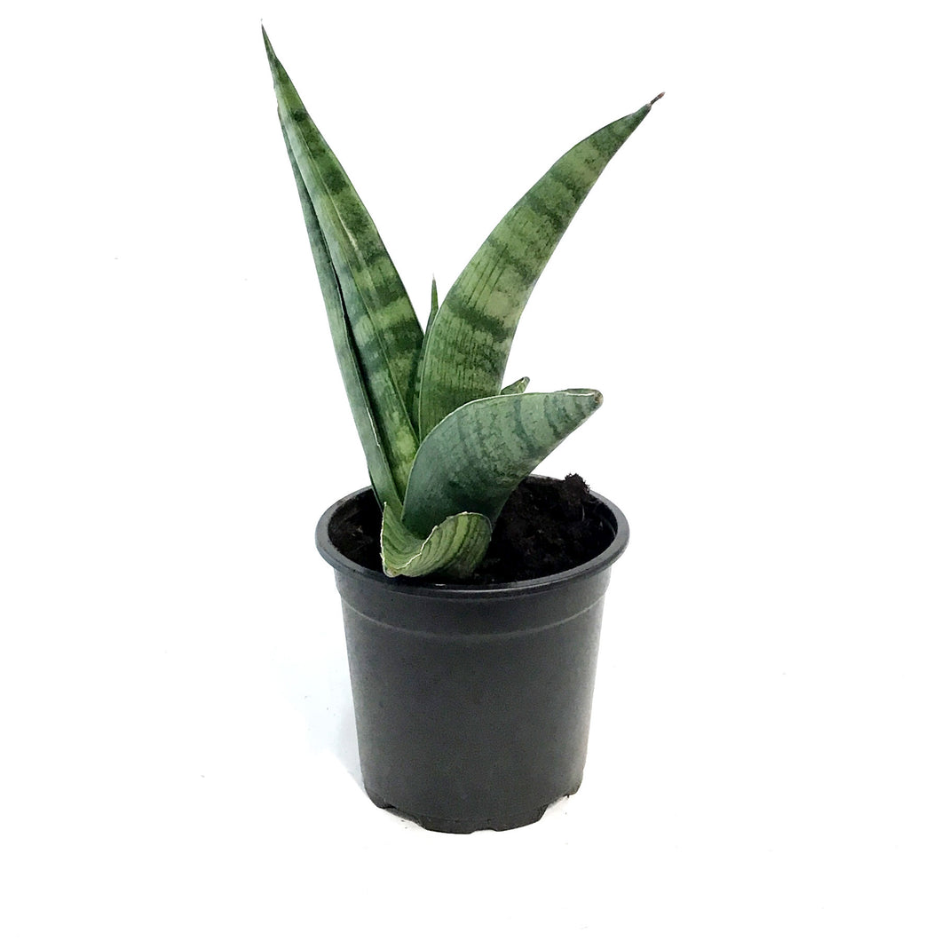 Sansevieria, 4in, Indo Hybrid