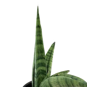 Sansevieria, 4in, Indo Hybrid