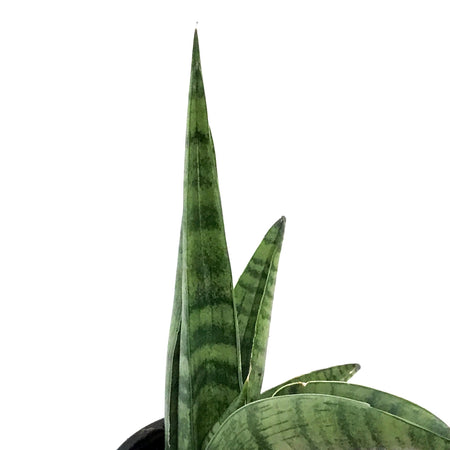 Sansevieria, 4in, Indo Hybrid