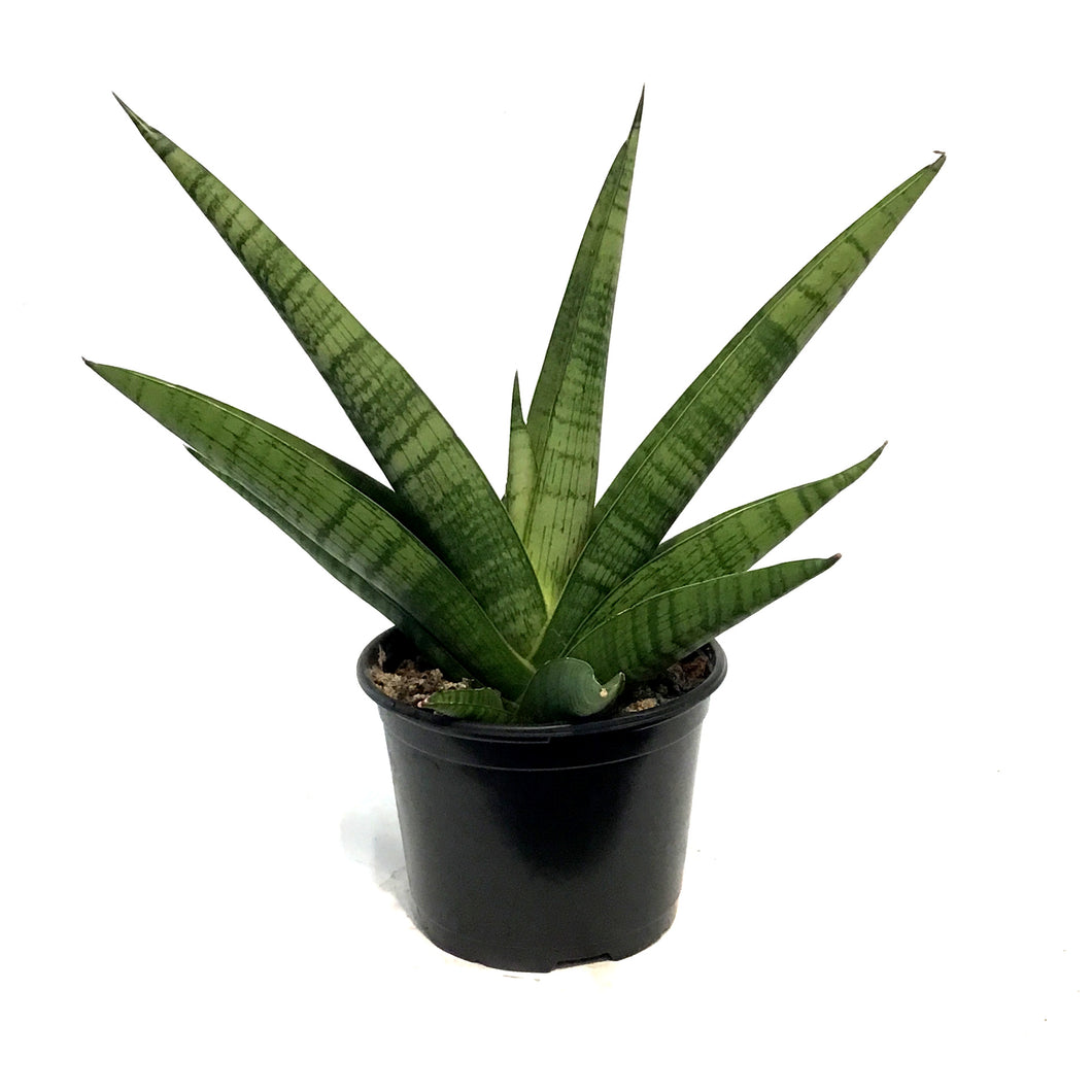 Sansevieria,6in Gojo