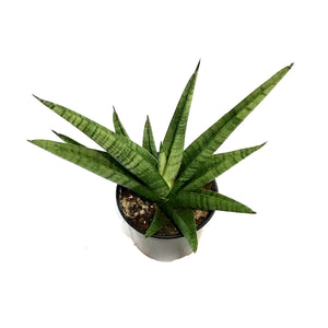 Sansevieria,6in Gojo