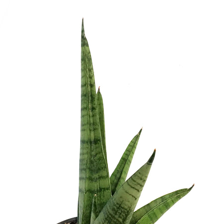 Sansevieria,6in Gojo