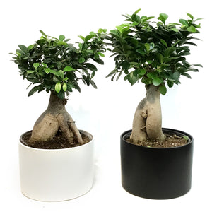 Bonsai, 8in, Ficus Ginseng in Ceramic Matte Pot
