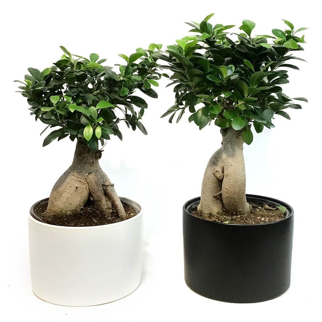Bonsai, 8in, Ficus Ginseng in Ceramic Matte Pot