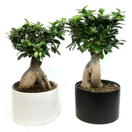Bonsai, 8in, Ficus Ginseng in Ceramic Matte Pot