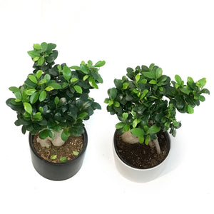 Bonsai, 8in, Ficus Ginseng in Ceramic Matte Pot