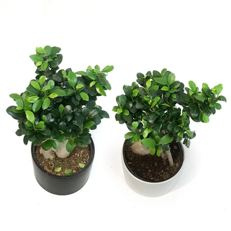 Bonsai, 8in, Ficus Ginseng in Ceramic Matte Pot