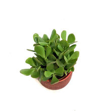 Load image into Gallery viewer, Jade, 4in, Good Luck Ceramic
