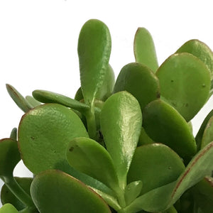 Jade, 4in, Good Luck Ceramic