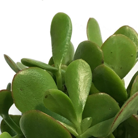 Jade, 4in, Good Luck Ceramic