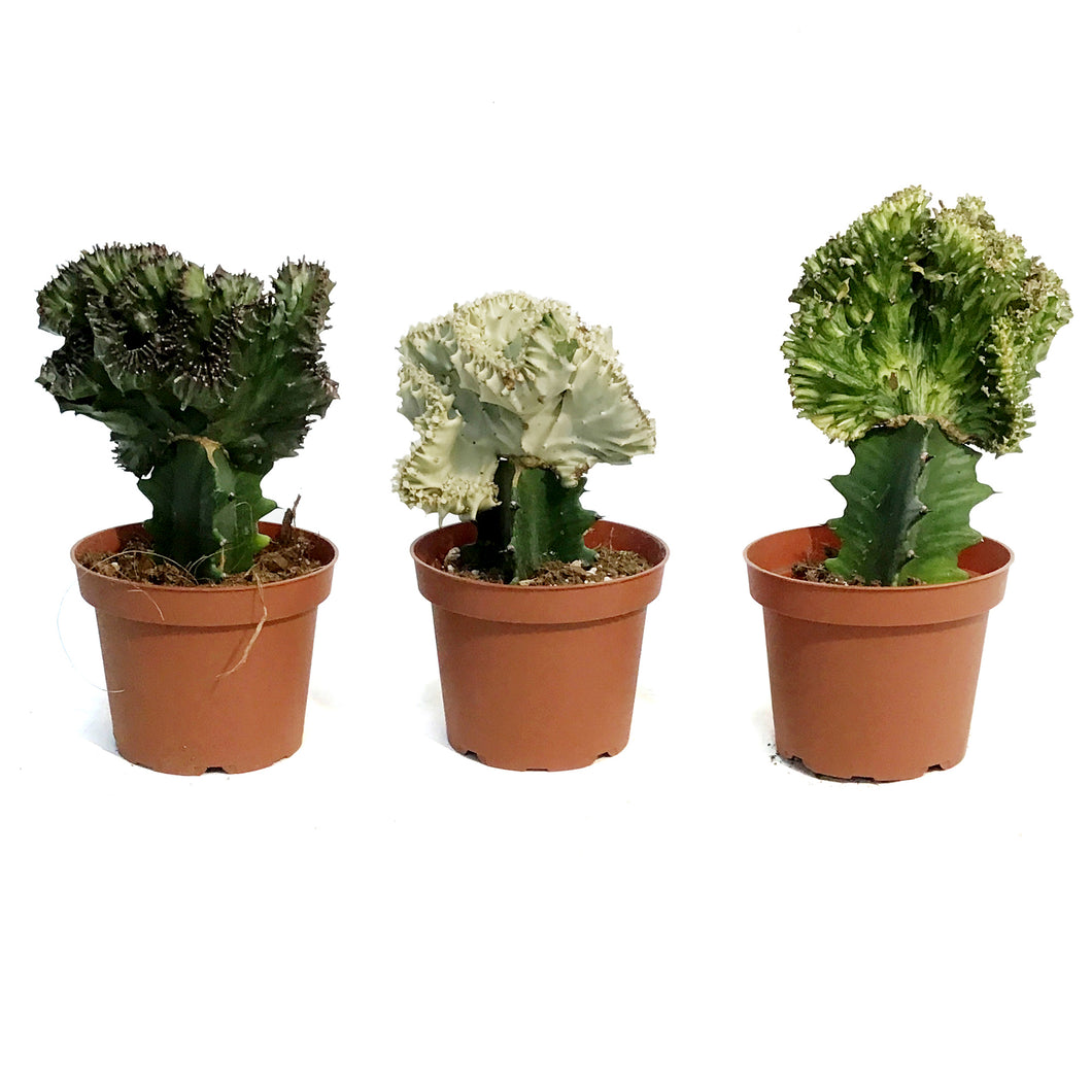 Cactus, 5iin, Coral Cactus, Grafted