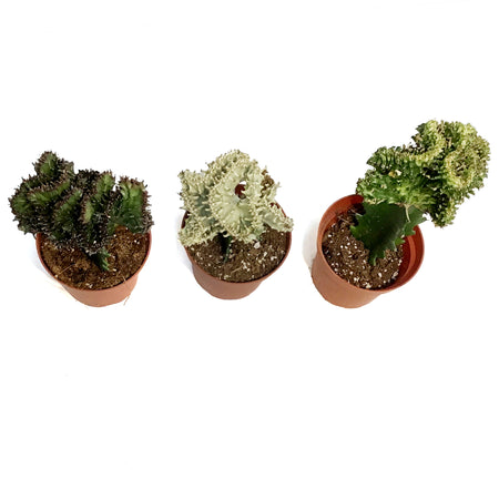 Cactus, 5iin, Coral Cactus, Grafted